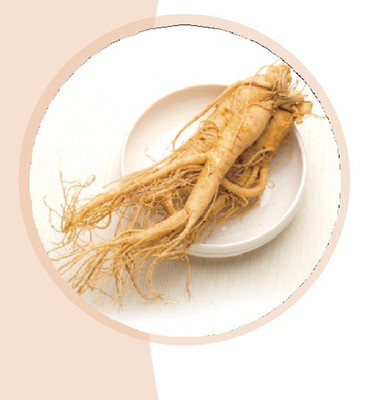 乳酸菌人参发酵产物