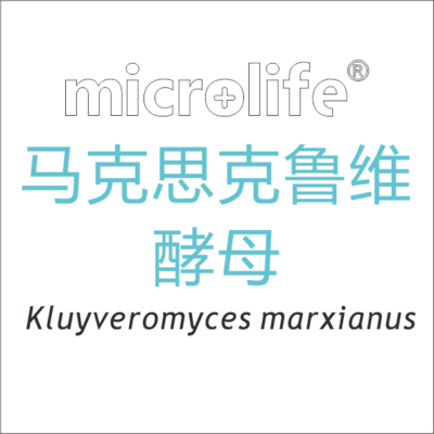 马克斯克鲁维酵母