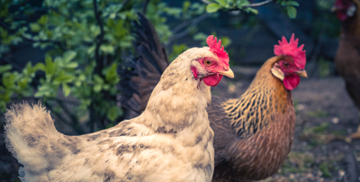 海藻饲料膳食纤维