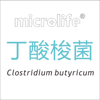 丁酸梭菌 仙活Alivebio®