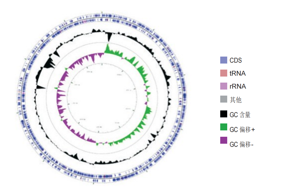 图 2. 乳双歧杆菌 B-420 的基因组图谱。长度为 1,938,595 个碱基对。.png